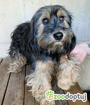 Do adopcji Łódź