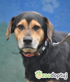 Do adopcji Nowy Dwór Mazowiecki