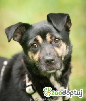 Do adopcji Myślenice