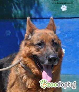 Do adopcji Nowy Dwór Mazowiecki