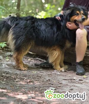 Do adopcji Zgierz