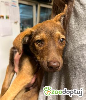 Do adopcji Zgierz