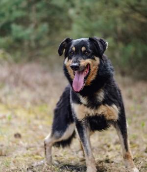 Do adopcji Białobrzegi