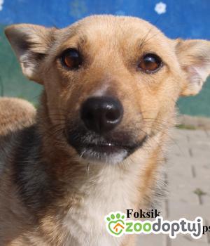 Do adopcji Nowy Dwór Mazowiecki