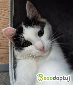 Do adopcji Poznań