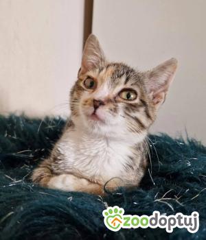 Do adopcji Toruń