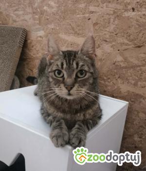 Do adopcji Nowy Tomyśl
