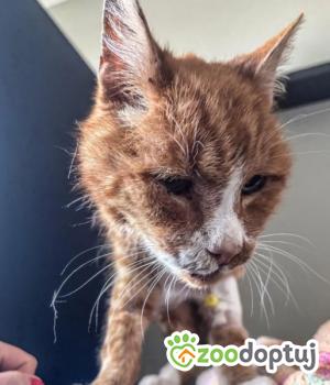 Do adopcji Wrocław