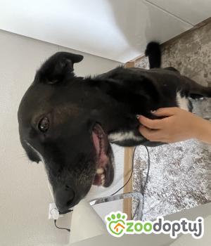 Do adopcji Biała Podlaska