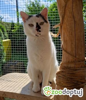 Do adopcji Cieszyn