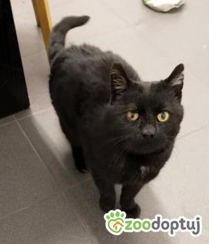 Do adopcji Toruń