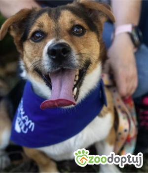 Do adopcji Poznań