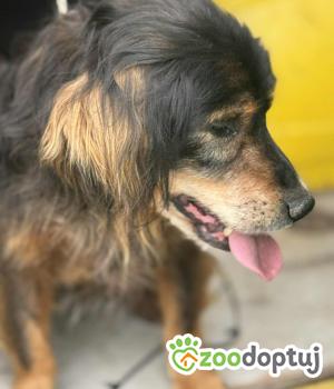 Do adopcji Zgierz