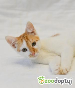 Do adopcji Mielec