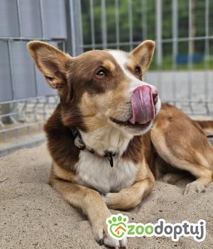 Do adopcji Stalowa Wola