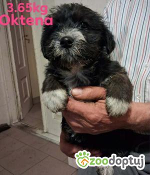 Do adopcji Ostrołęka