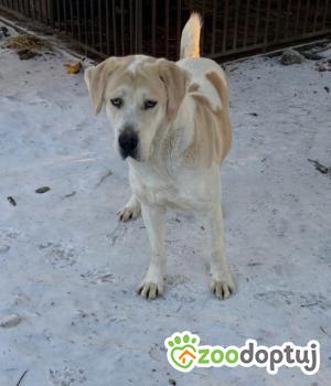 Do adopcji Rawa Mazowiecka