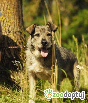 Do adopcji Warszawa