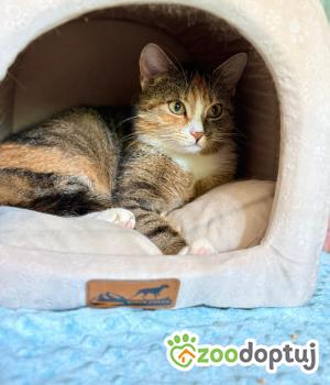 Do adopcji Głowno