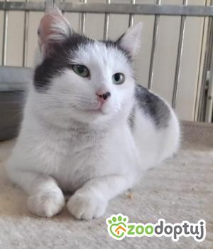 Do adopcji Poznań