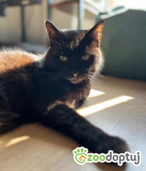 Do adopcji Poznań