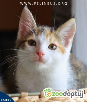 Do adopcji Rzeszów