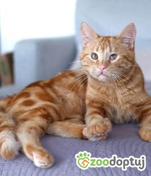 Do adopcji Chojnice