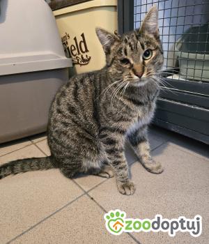 Do adopcji Cieszyn