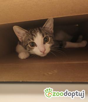 Do adopcji Cieszyn