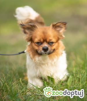 Do adopcji Myślenice