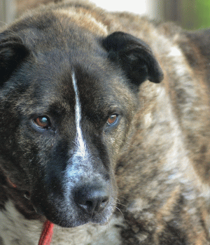 Do adopcji Mielec