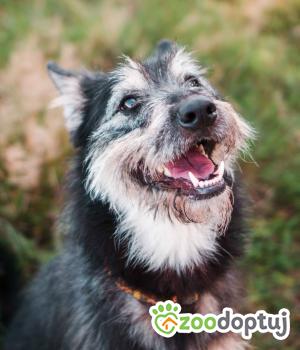 Do adopcji Sompolno