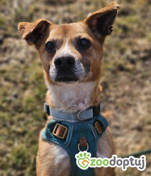 Do adopcji Stalowa Wola