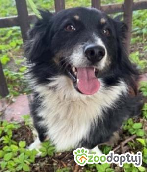 Do adopcji Zgierz