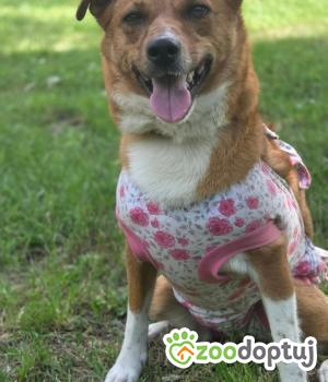 Do adopcji Zgierz
