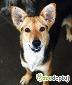 Do adopcji Warszawa