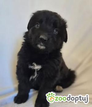 Do adopcji Nowy Dwór Mazowiecki