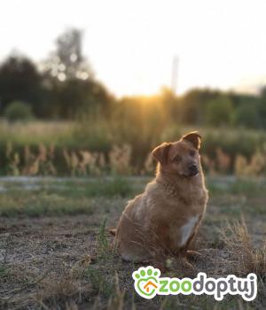 Do adopcji Warszawa