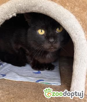 Do adopcji Wrocław