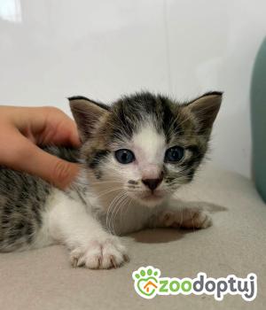 Do adopcji Warszawa