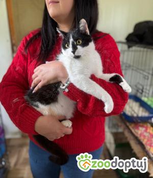Do adopcji Łódź