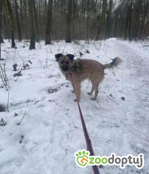 Do adopcji Zgierz