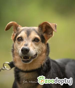 Do adopcji Myślenice