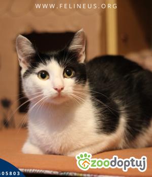 Do adopcji Rzeszów