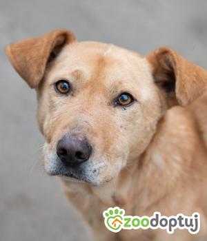 Do adopcji Warszawa