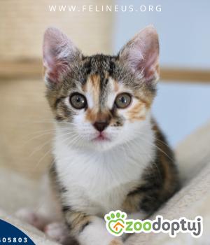 Do adopcji Rzeszów