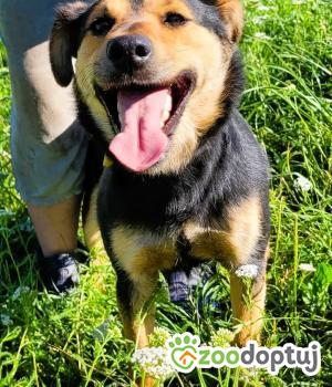 Do adopcji Łódź