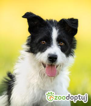 Do adopcji Warszawa