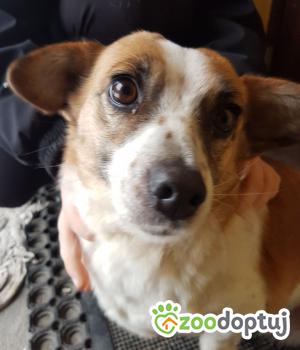 Do adopcji Warszawa