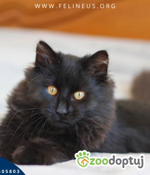 Do adopcji Rzeszów